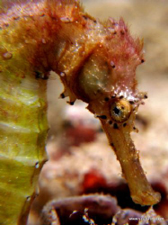 Sea Horse - Shot on compact camera on natural light... by Tim Ho 